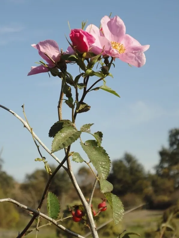 Rosa californica, California wildrose