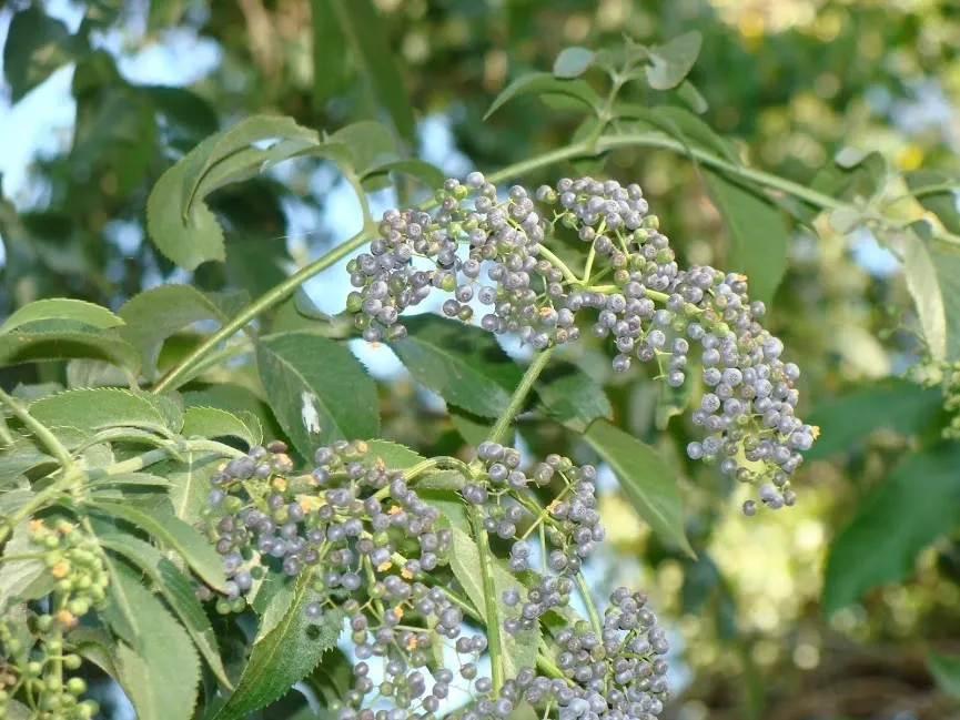 Sambucus nigra ssp. caerulea, blue elderberry