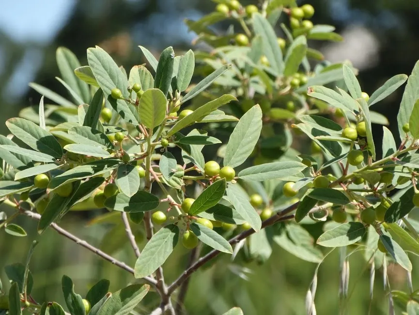 Rhamnus californica, coffeeberry
