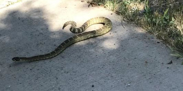 Rattlesnake on the trail at Cache Creek Nature Preserve