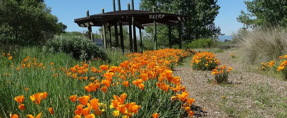 California Poppies in bloom along a path leading to the TGG gazebo