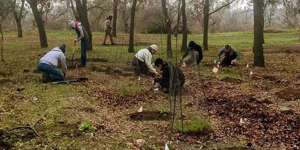 Volunteers planting trees at Cache Creek Nature Preserve