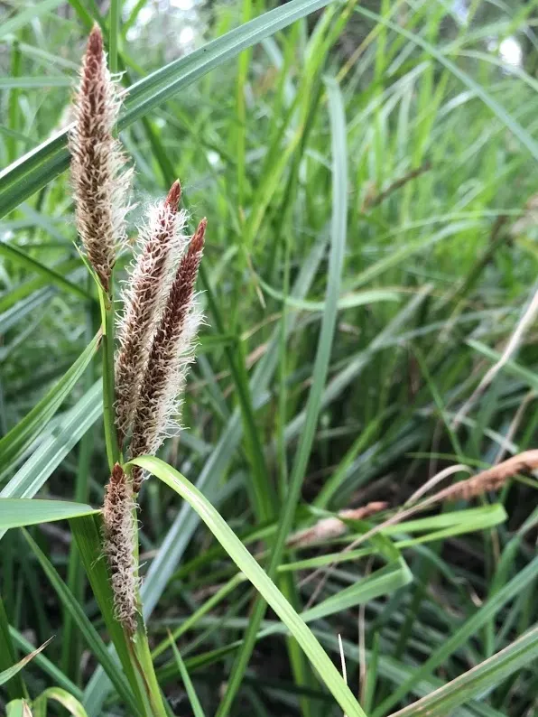 Carex barbarae, valley sedge or white root sedge