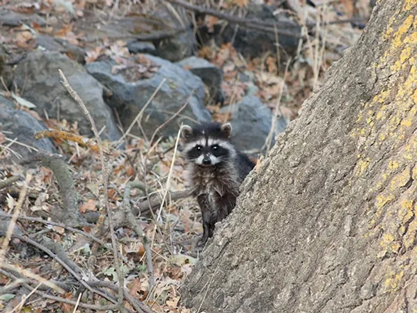 Young raccoon peeking from behind a tree