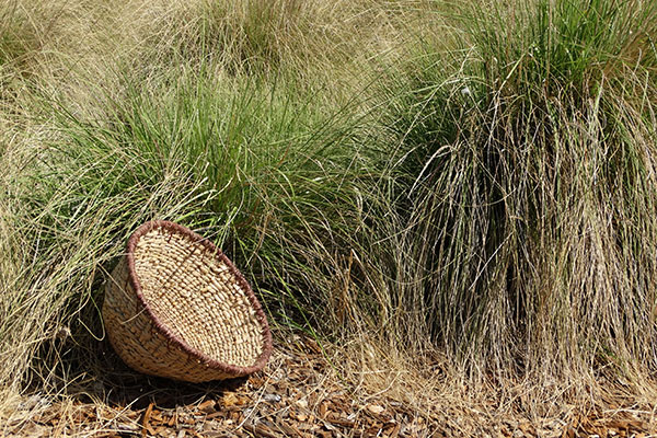 Handwoven basket sitting in the grasses it was woven from