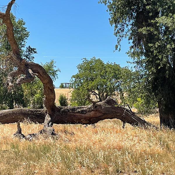 Fallen tree trunk