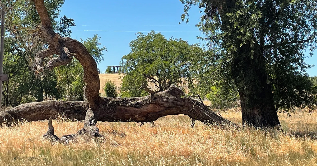 fallen tree in Cache Creek Nature Preserve