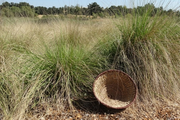 A hand-woven, grass basket set among the grasses