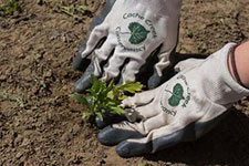 Hands planting with Cache Creek Conservancy gardening gloves
