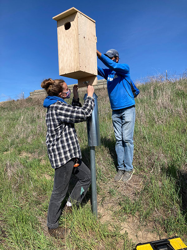 Ameen Lofti and intern installing a bird box at Cache Creek Nature Preserve