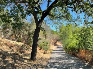 Walking path under a tree leading around a curve in the distance