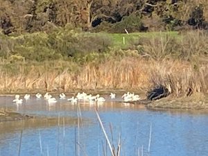 Pelicans at Cache Creek Nature Preserve