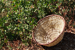 Handmade grass basket sitting next to native grasses at Cache Creek Preserve