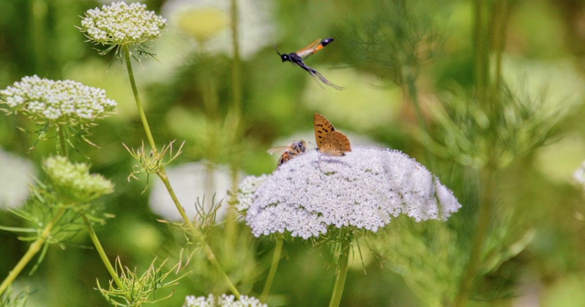 Habitat Restoration Specialist