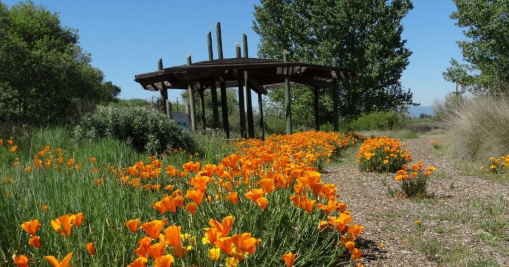California poppies in bloom at the Tending & Gathering Garden