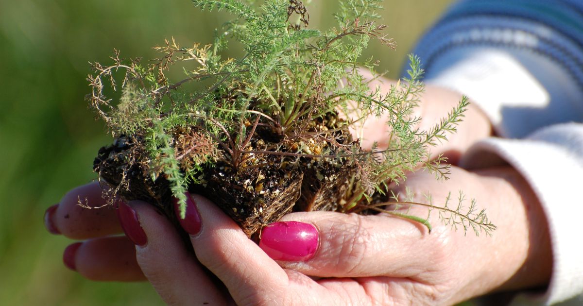 Sheila's hands holding plant plugs