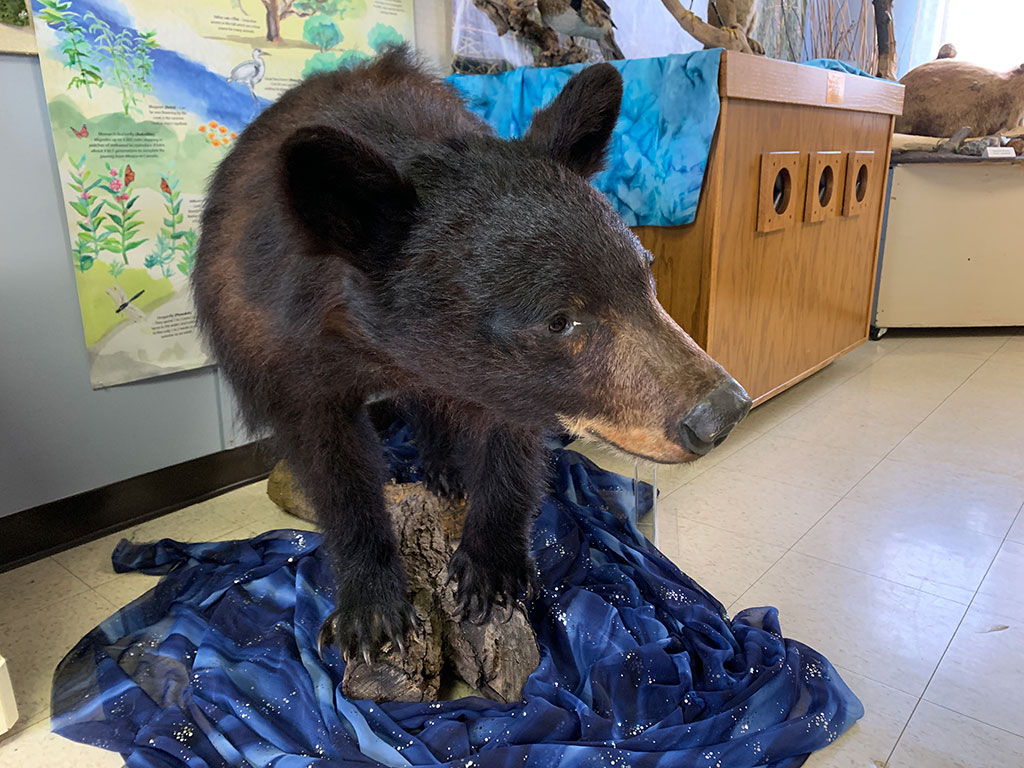 Stuffed Brown Bear on display at the Cache Creek Visitor Center