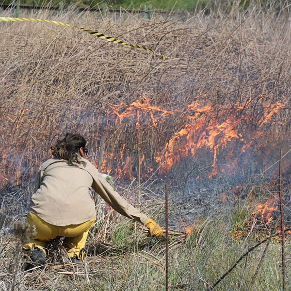 Woman kneels down with a lighted bunch of tule to start a beneficial fire at the Cache Creek Nature Preserve in 2002