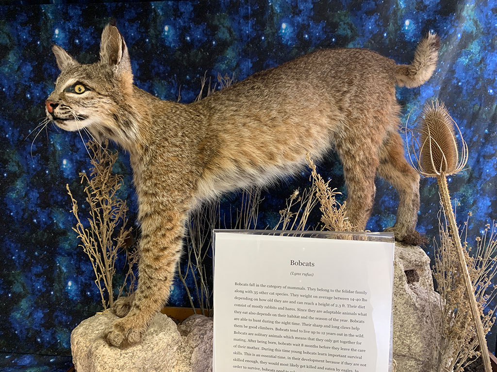 Stuffed Bobcat on display at the Cache Creek Nature Preserve
