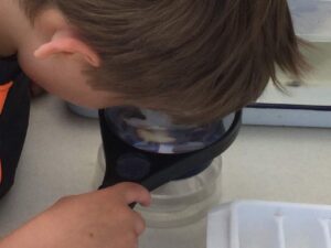 Child looks through a magnifying glass at something in a petri dish.