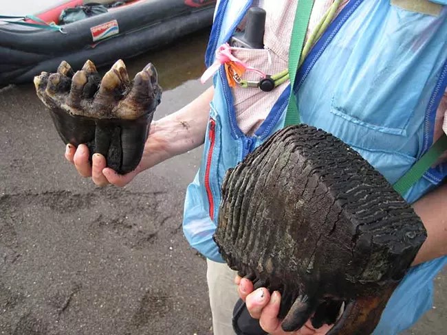 A woman holds a fossil mastodon tooth in one hand and a mammoth tooth in the other hand.