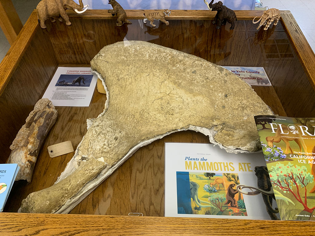 Mammoth bone on display at the Cache Creek Nature Preserve