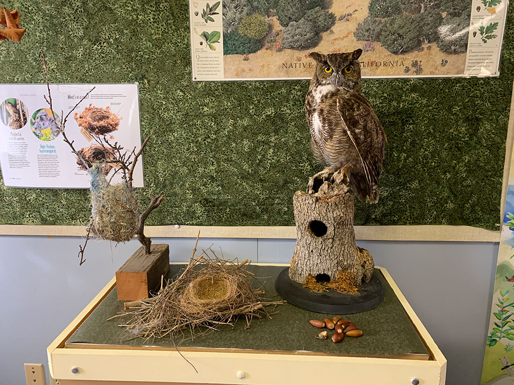 Stuffed Barn Owl and nest on display at the Cache Creek Nature Preserve