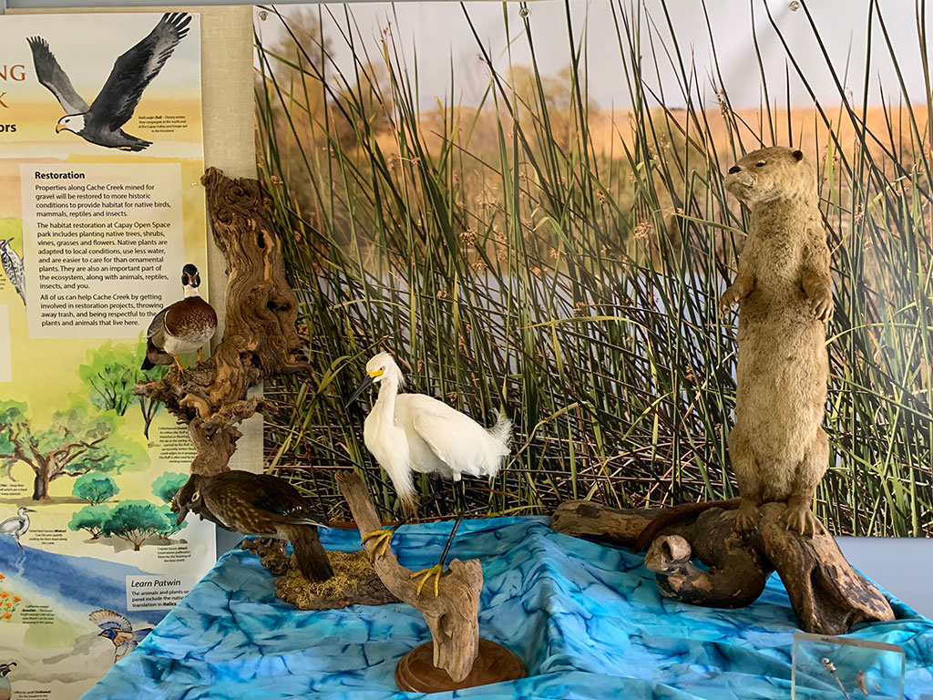 Stuffed birds and otter on display at the Cache Creek Nature Preserve