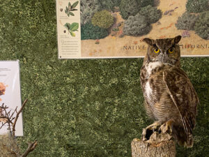 Stuffed Great Horned Owl on display at Visitor Center
