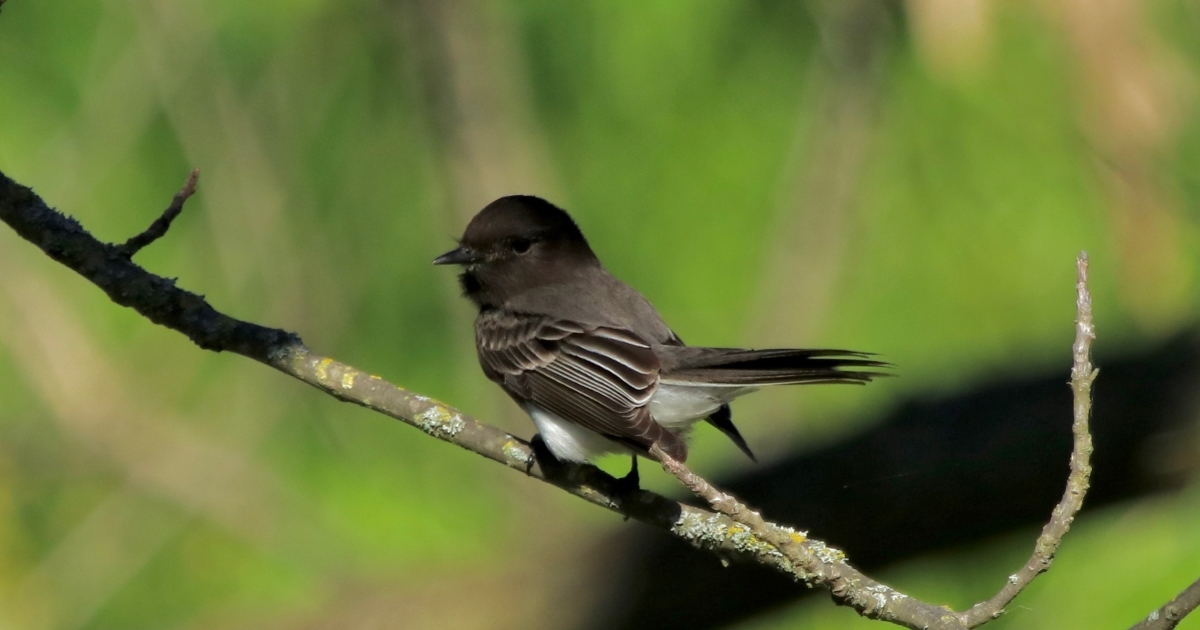 Great Backyard Bird Count 2025 Cache Creek Conservancy
