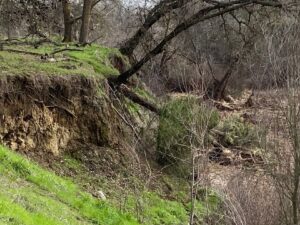 photo of levee slumping and trees tipping at the Gordon Slough