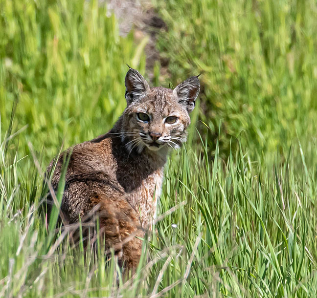 bobcat looking at the camera from tall, green grasses on a sunny day