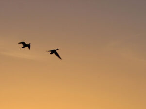 two geese flying in a golden sunset sky