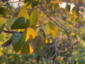 Leaves glowing golden at sunset at the Cache Creek Nature Preserve
