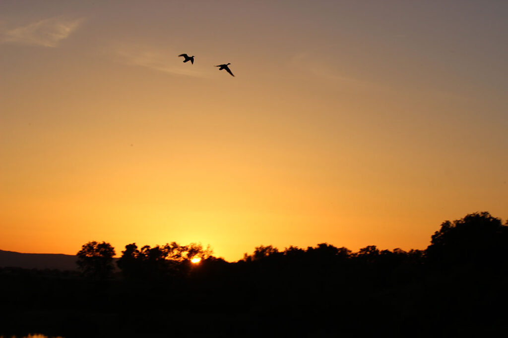 two geese flying in a golden sunset sky over the hills of central valley California