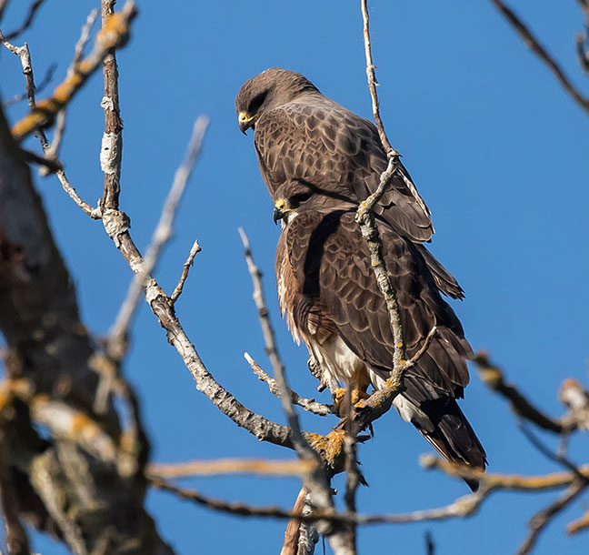 two Swainson's Hawks in branches against a clear, blue sky