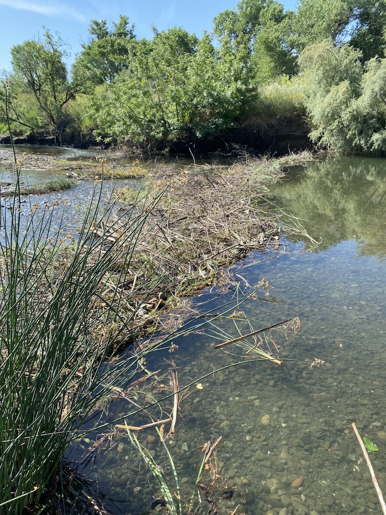 wild grass-covered beaver dam across Lower Cache Creek in California