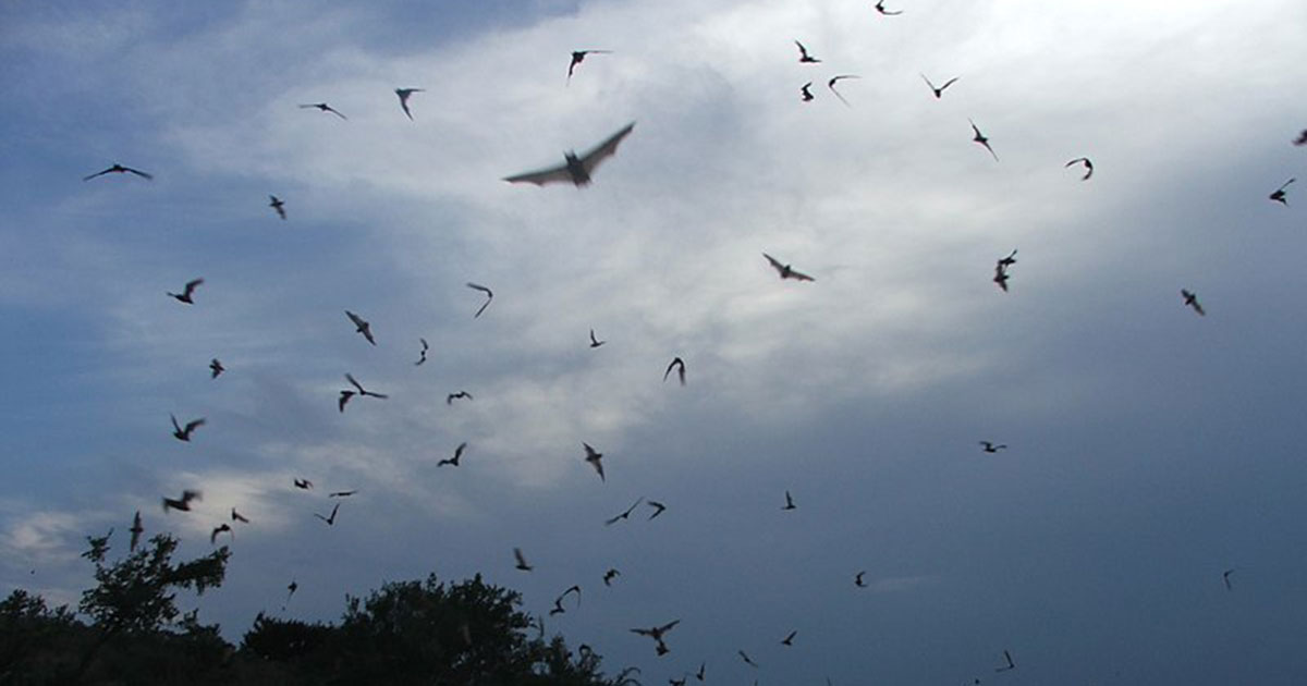 Eagle project brings bat boxes to Cache Creek Preserve