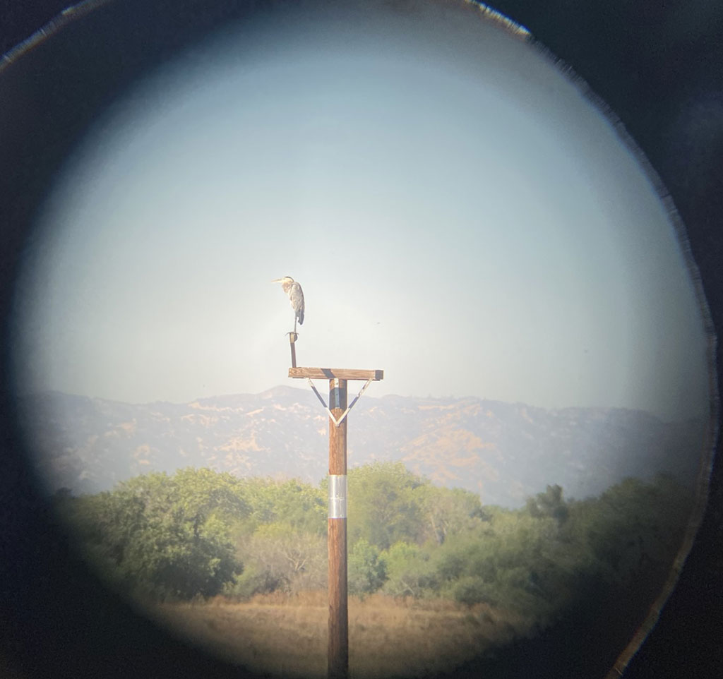 Great Blue Heron on a pole with the Cascades range in the background seen through binoculars
