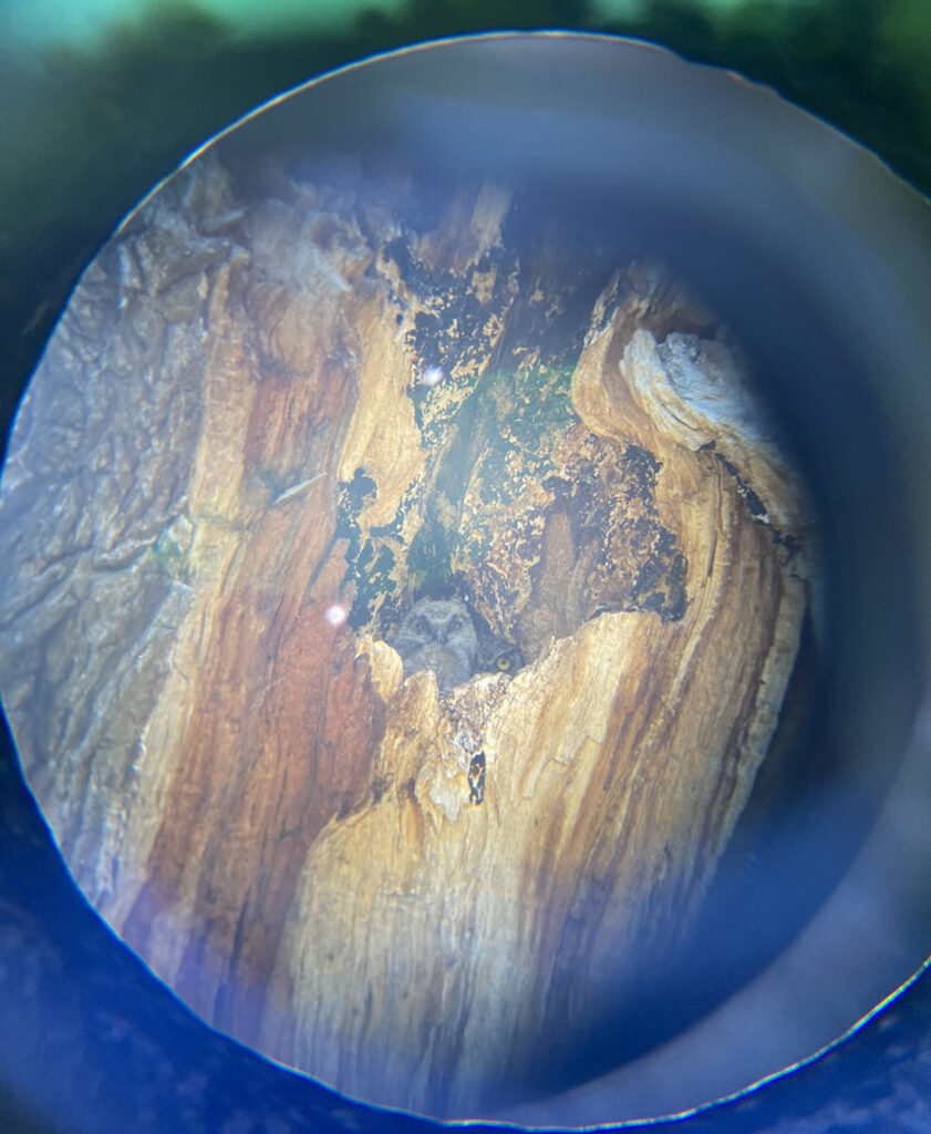Great Horned Owl baby and mom in a broken tree trunk seen through binoculars