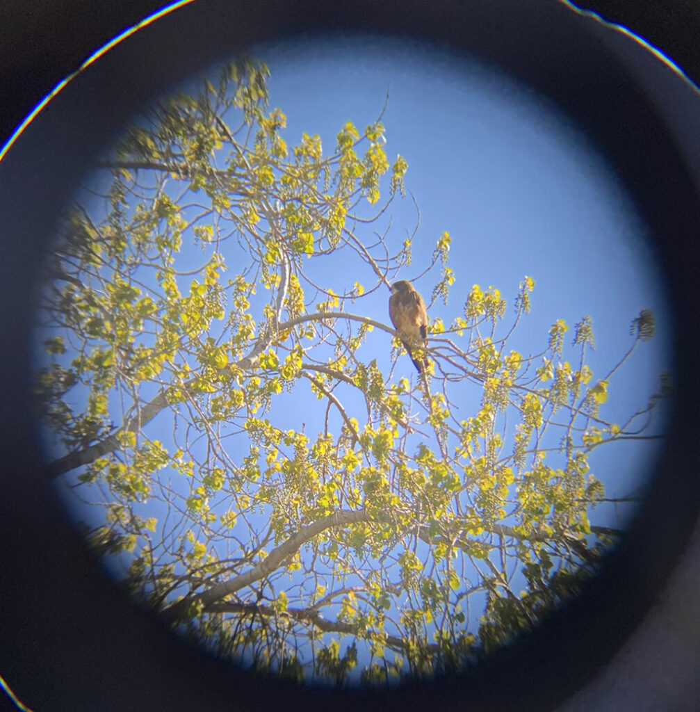 Swainson's Hawk in tree branches against a blue sky through binoculars