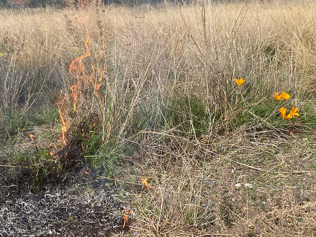 A small fire burning California Poppies
