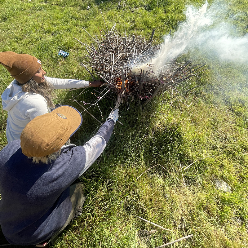 Two women setting fire to the prepared Redbud shrub