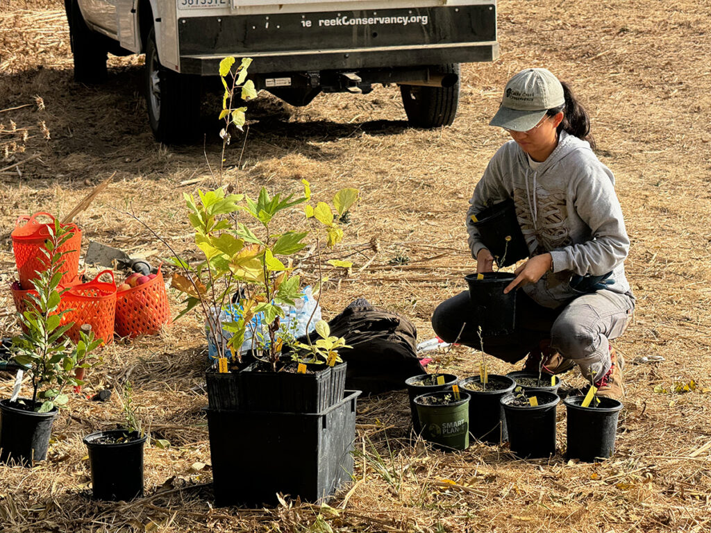 Felicia Wang, in a gray sweatshirt and cap crouching over a group of nursery pots with seedlings