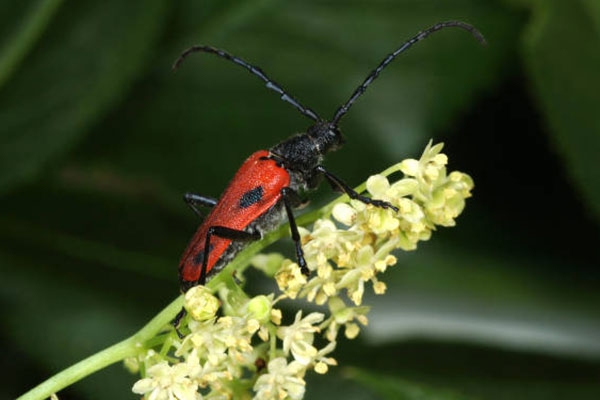 Red and black Valley Elderberry Longhorned Beetle on Elderberry branch. 