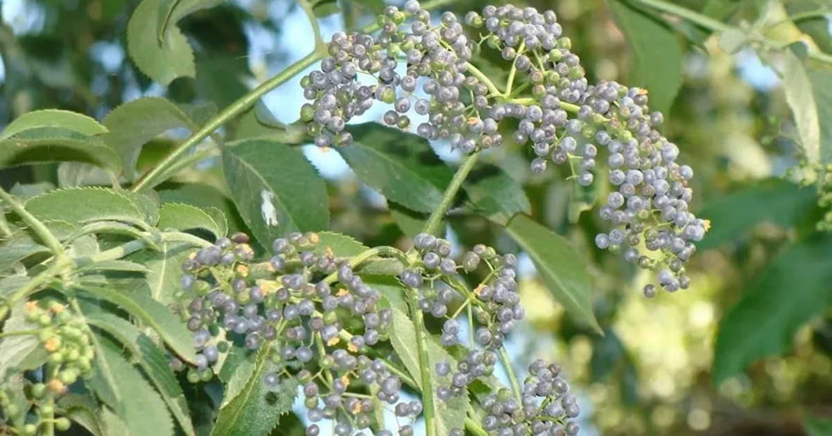 Elderberry Mitigation at the Correll-Rodgers Restoration Site