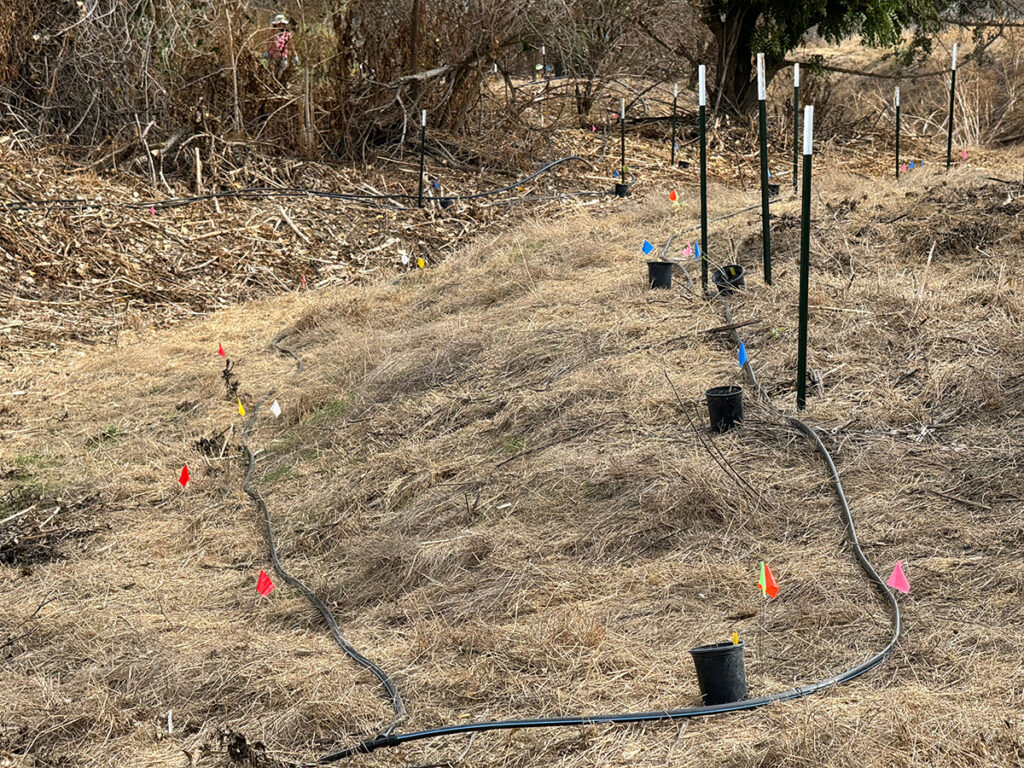 Irrigation tubing laid out on rough, brown, fall grasses following the location of seedling pots, flags and stakes