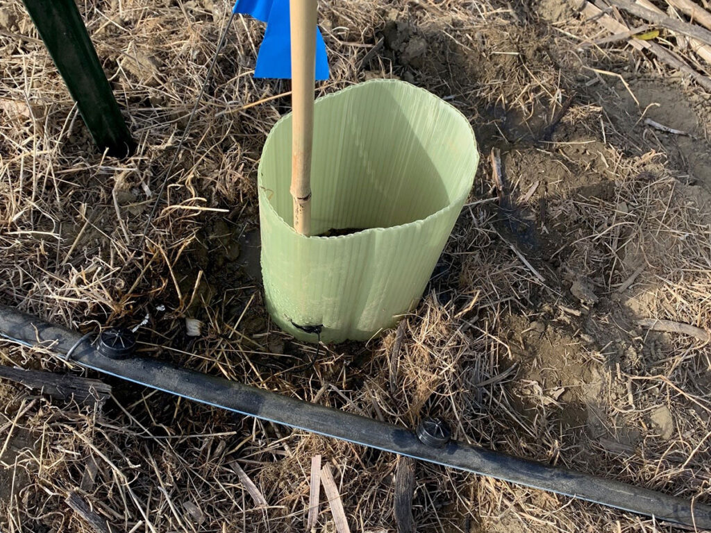 Short, green, hard-foam cylinder protecting a newly planted elderberry seedling