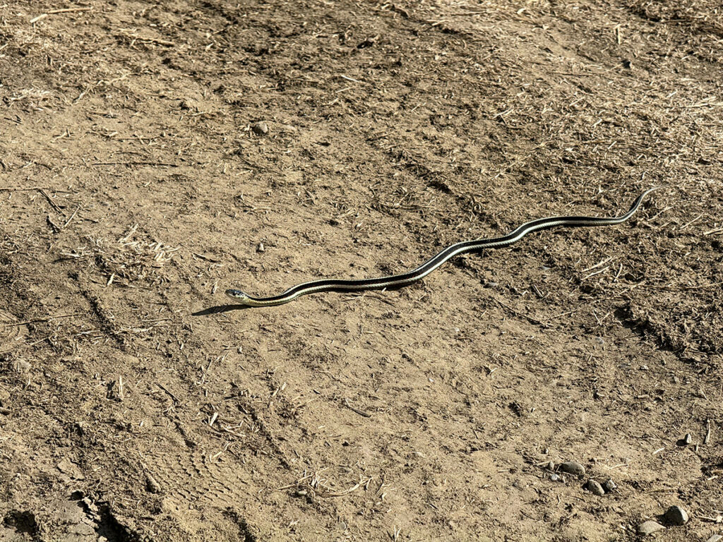 A green and white striped garter snake spread out in the sun on a nearby dirt road