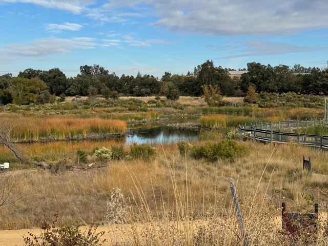 A scenic view of the wetlands at Cache Creek Conservancy in November 2023